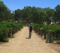 Cycling in the Vineyards